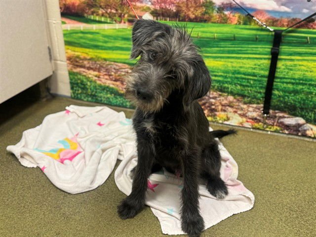 A548819 - Irish Wolfhound available for adoption