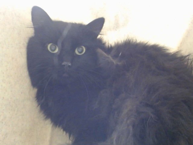 A549634 - Domestic Long Hair available for adoption