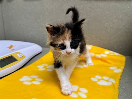 PEPPER - Domestic Medium Hair available for adoption