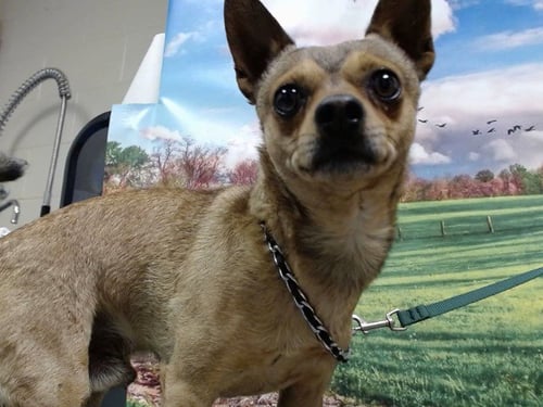 A551244 - Chihuahua available for adoption