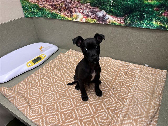 A548367 - Terrier available for adoption