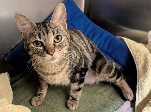 GINGER - Domestic Short Hair available for adoption