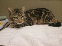 MARMALADE - Photo 1