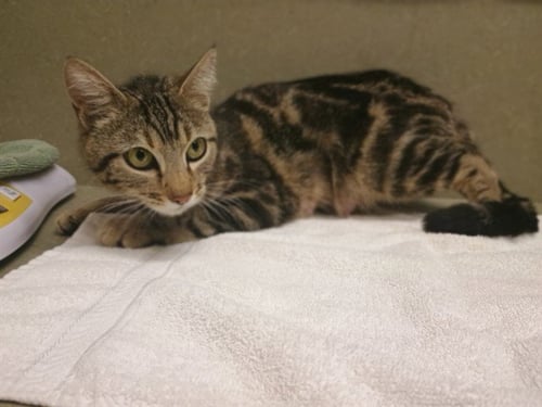 MARMALADE - Domestic Short Hair available for adoption