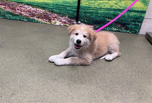 A549859 - Siberian Husky available for adoption