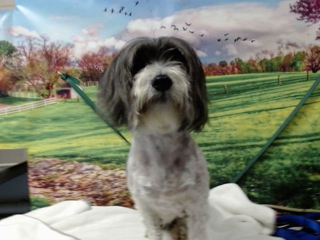 A549021 - Lhasa Apso available for adoption