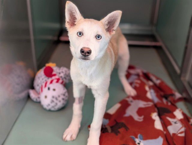 SUNNY - Siberian Husky available for adoption