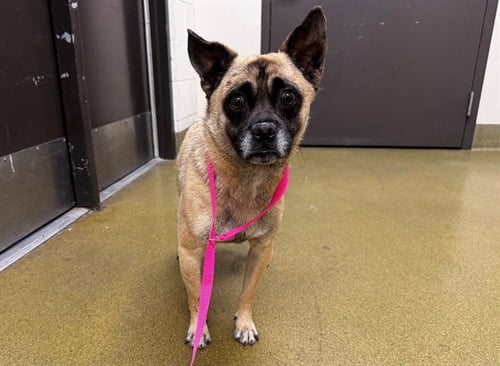 FINIGAN - Pug available for adoption