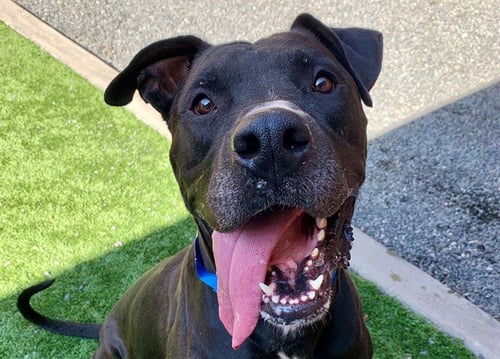 AKUMARU - Pit Bull Terrier / Great Dane available for adoption