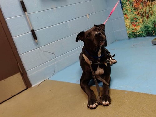 AKUMARU - Pit Bull Terrier / Great Dane available for adoption