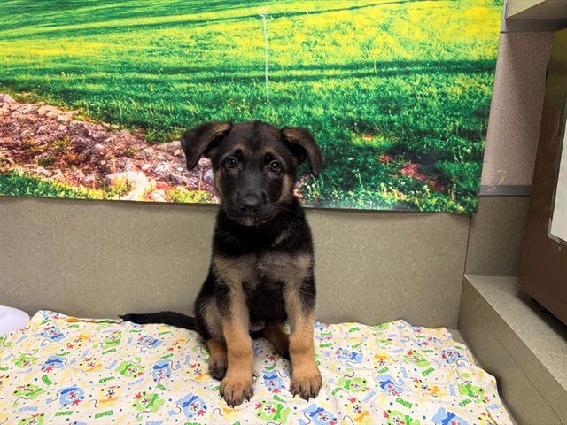 HOLLY - German Shepherd Dog available for adoption