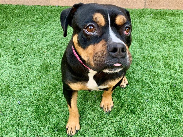 A548242 - Pit Bull Terrier available for adoption