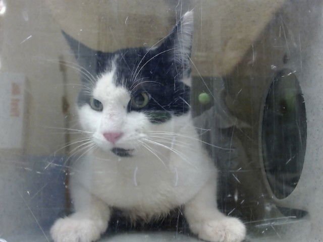 A548752 - Domestic Short Hair available for adoption