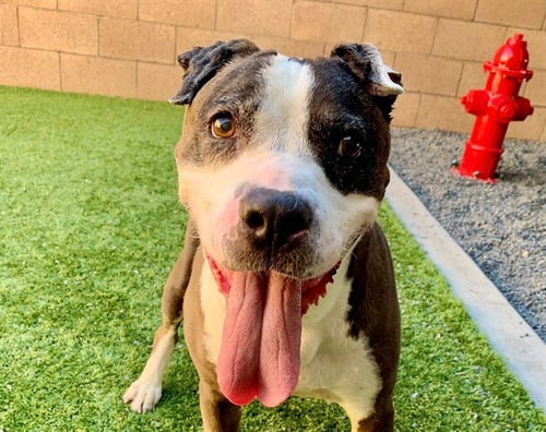 SMILEY - Pit Bull Terrier available for adoption