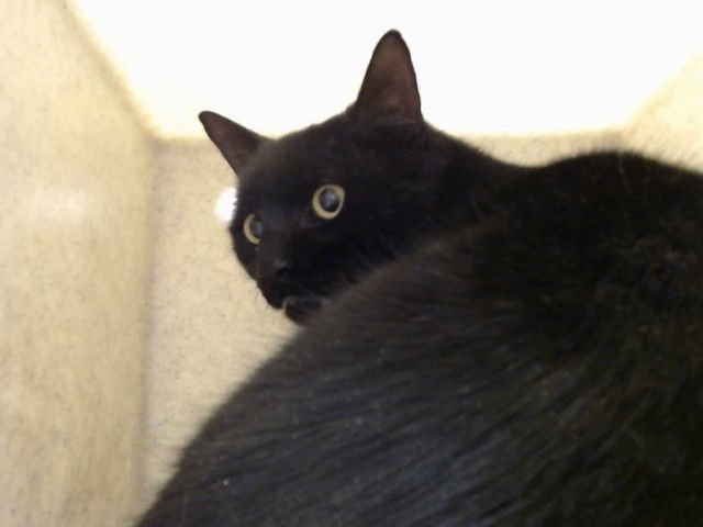 A548668 - Domestic Short Hair available for adoption