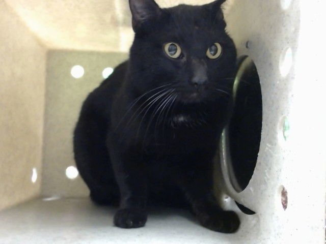 A548836 - Domestic Short Hair available for adoption