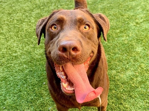 A554528 - Labrador Retriever available for adoption