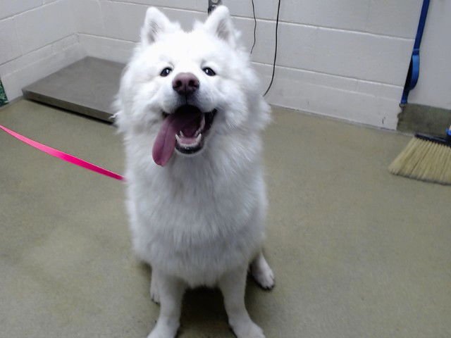 A548220 - Samoyed available for adoption