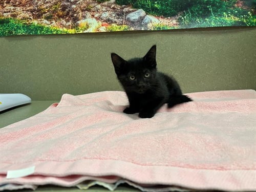A554354 - Domestic Short Hair available for adoption