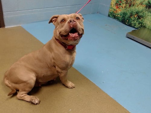 RUMI - Pit Bull Terrier available for adoption