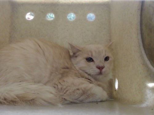 A554297 - Domestic Long Hair available for adoption