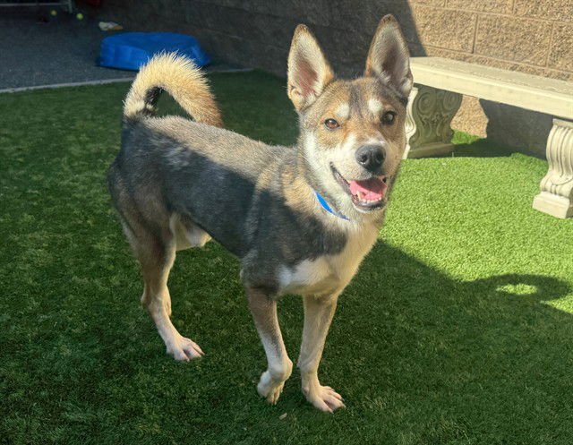 HAYES - Siberian Husky available for adoption