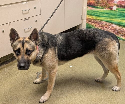 LOLA - German Shepherd Dog available for adoption