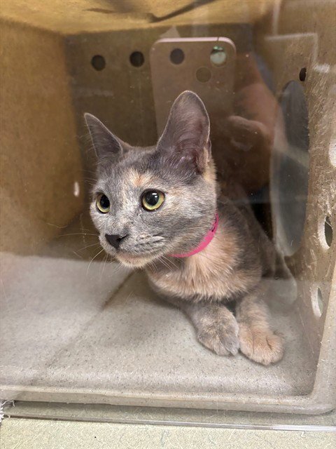 A553883 - Domestic Short Hair for adoption in Moreno Valley