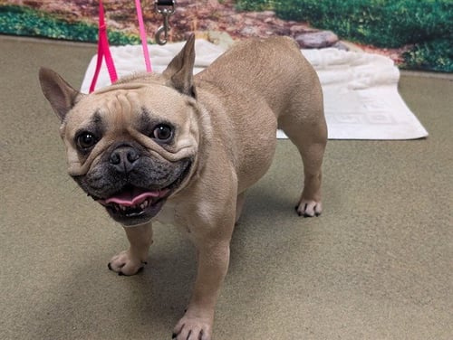 A549829 - French Bulldog available for adoption