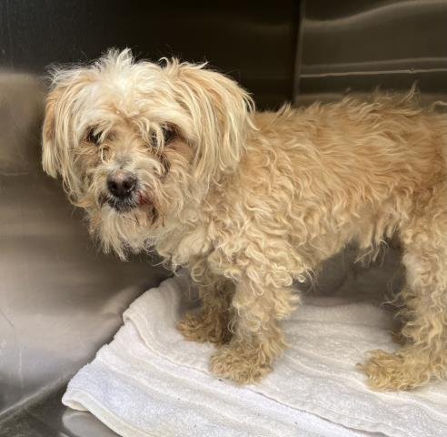 LINDA - Maltese / Poodle (Toy) available for adoption