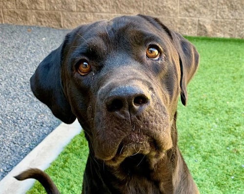 TOPPER - Labrador Retriever available for adoption