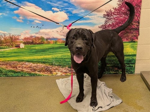 A554188 - Labrador Retriever available for adoption