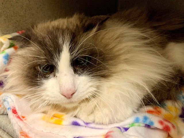 GUS GUS - Snowshoe available for adoption