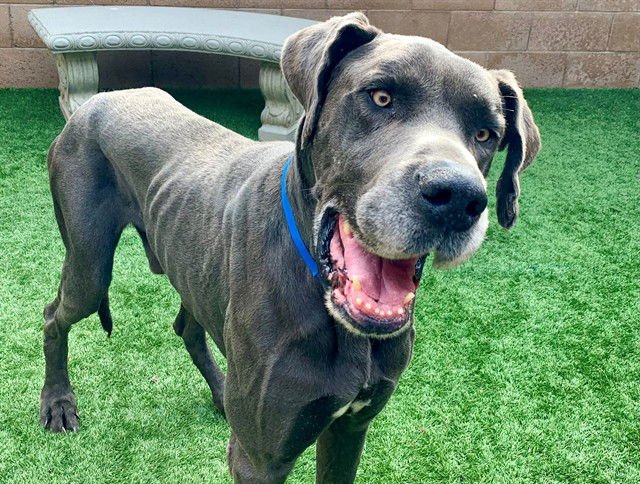ATLAS - Great Dane available for adoption