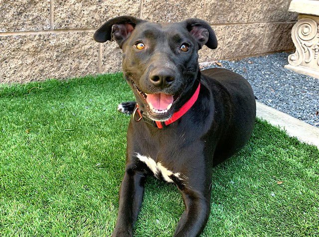 NINA BOO BOO - Labrador Retriever available for adoption