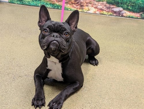 RAYA - French Bulldog available for adoption