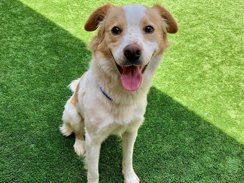 CASH - Australian Shepherd available for adoption