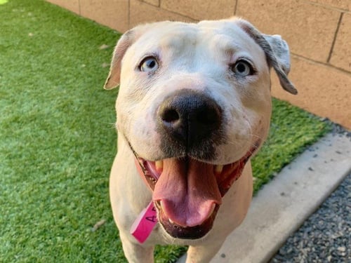 ALANDRA - Pit Bull Terrier available for adoption