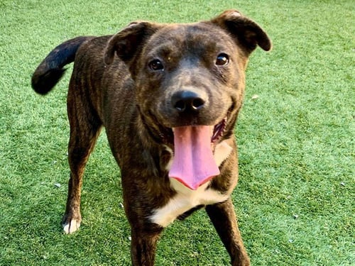 ALENE - Pit Bull Terrier available for adoption