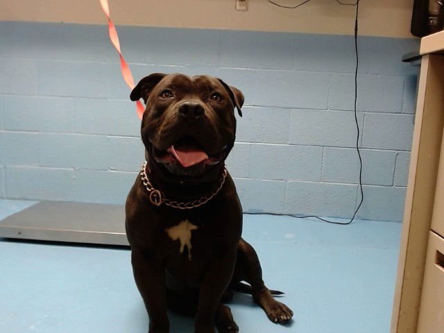 TUBA - Pit Bull Terrier available for adoption