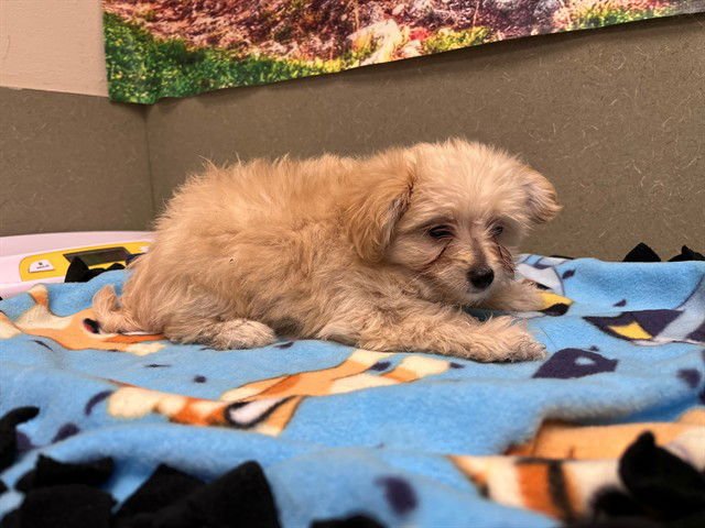 A549029 - Terrier available for adoption