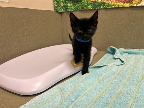 A554566 - Domestic Short Hair available for adoption