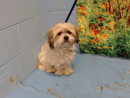 A552612 - Maltese available for adoption