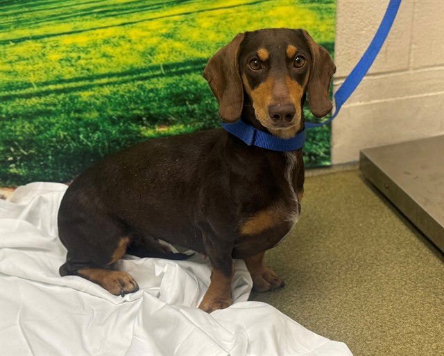 ABY - Dachshund available for adoption