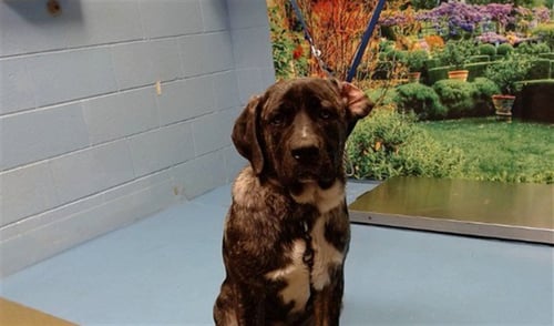 LEONARDO - Mastiff available for adoption