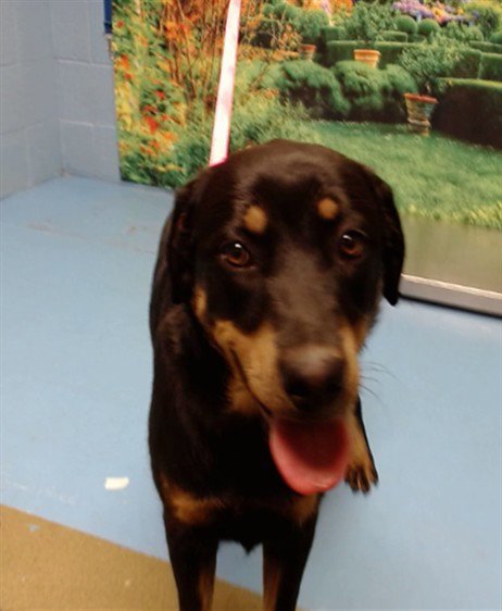 BLAIR - Rottweiler available for adoption