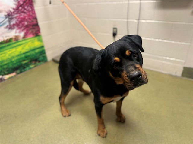 SARAI - Rottweiler available for adoption