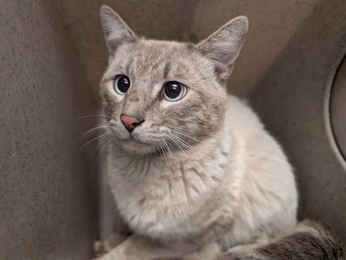 A549694 - Domestic Short Hair available for adoption