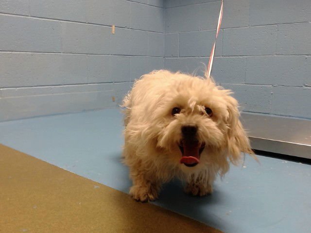 A548704 - Havanese available for adoption