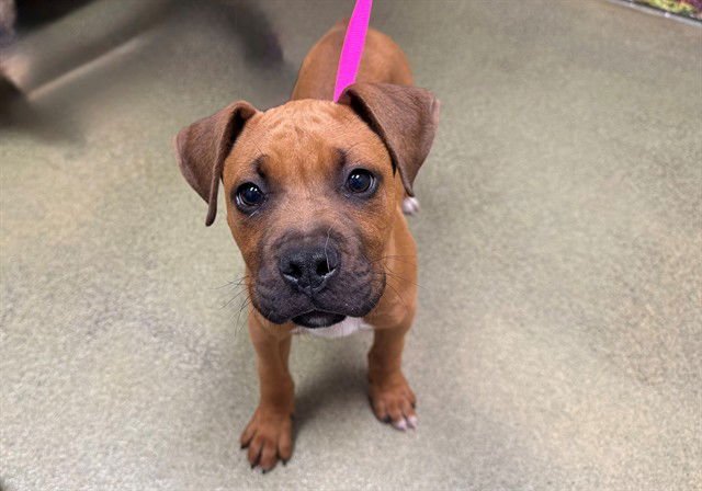 HEATH - Mastiff available for adoption